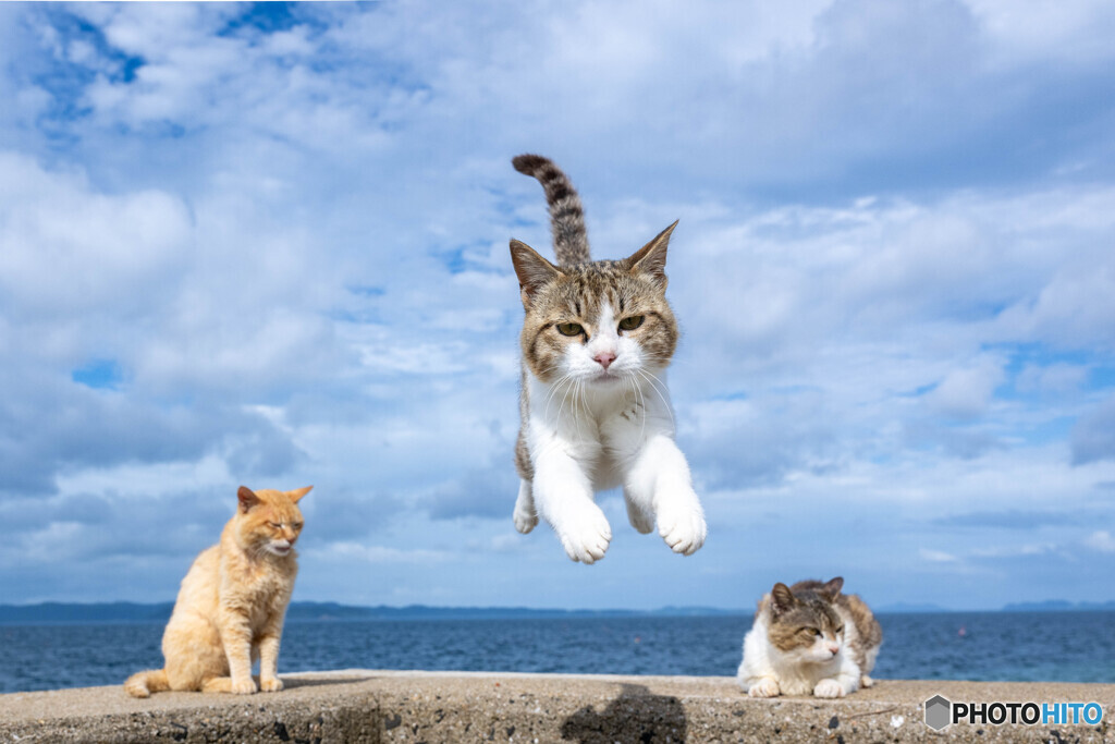 梅雨空にピョン