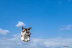 空を飛ぶ。ネコさんが飛ぶ。