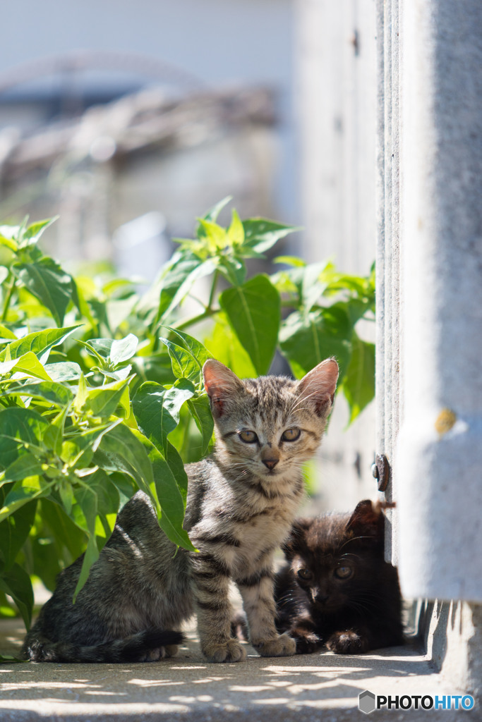 きりっとおチビさん