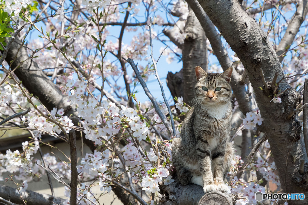 春ですニャ