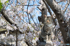 春ですニャ