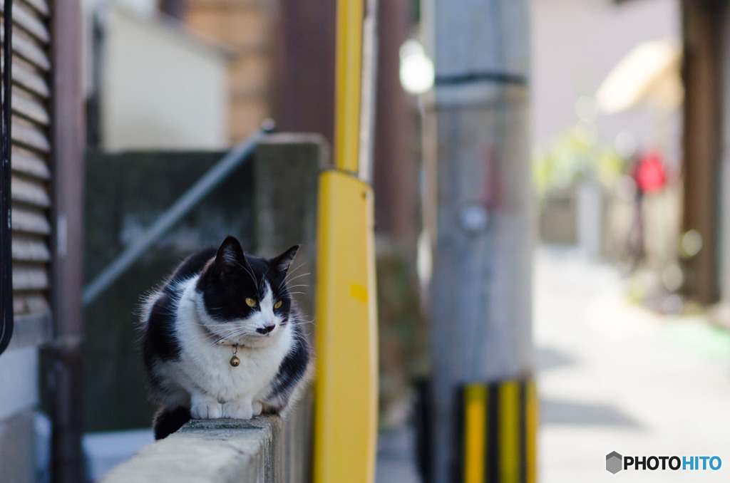 路地裏のネコさん（1）