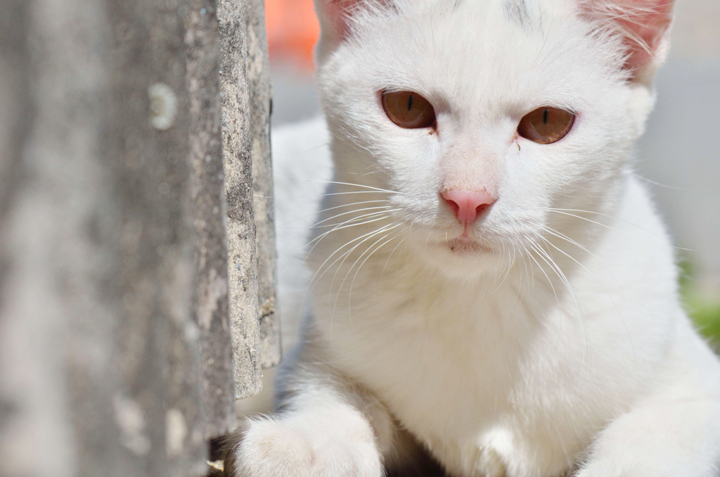 素敵なシロちゃん