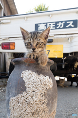 思うツボだニャ（2）