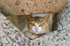 すき間からご挨拶