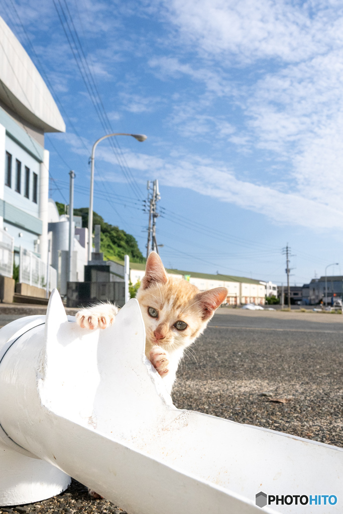にゃんこ心と秋の空