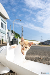にゃんこ心と秋の空