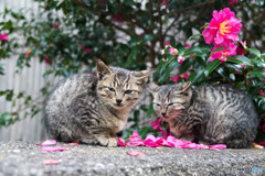山茶花とネコさん（5）