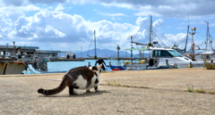 港のネコさん。おじさんを待っている？