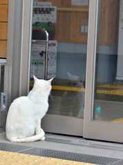 自動ドアじゃニャいのかよ～～。