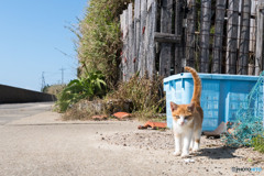 かわいいおチビさん