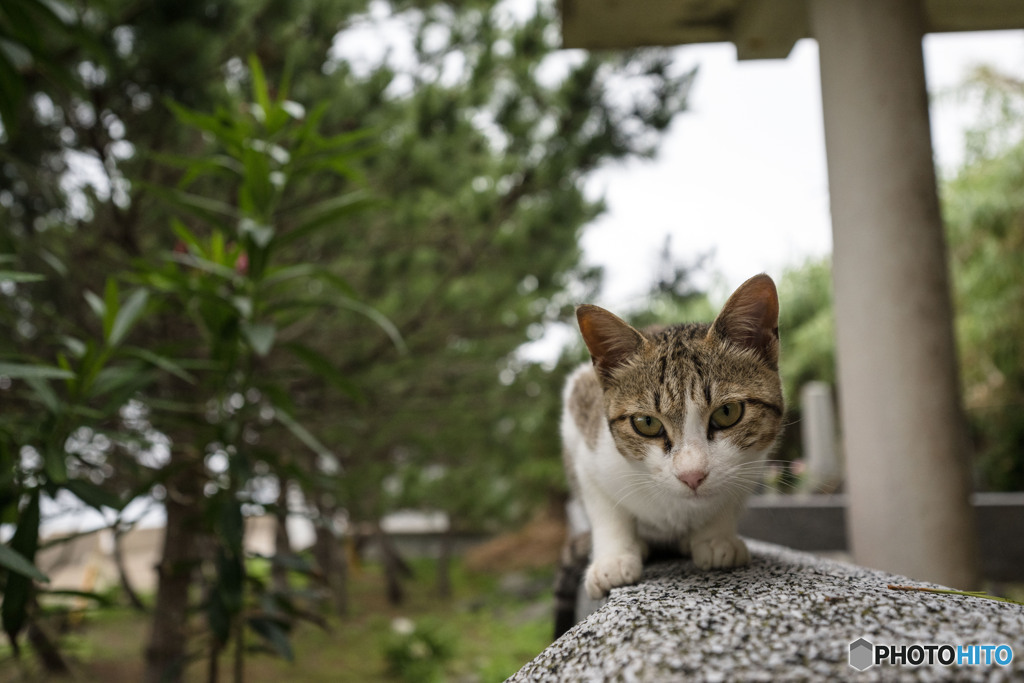 ニャンとも、蒸し暑いのね