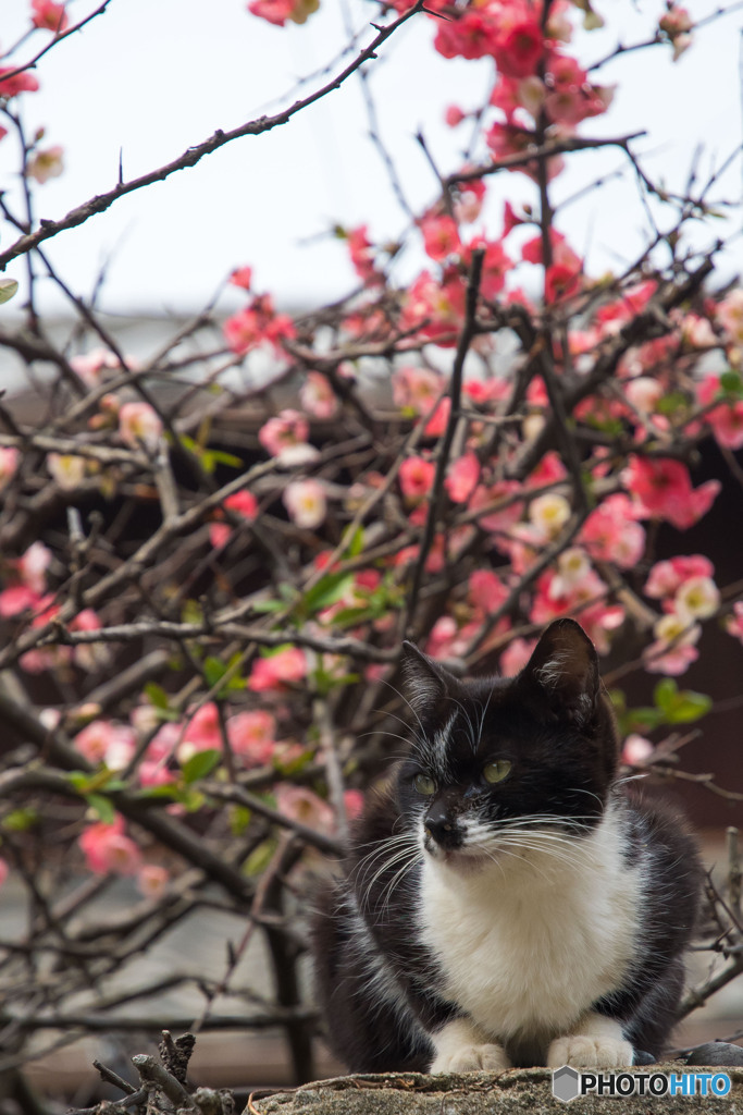 春のお花が咲いたニャ