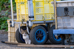また来たにゃ。おじさん？