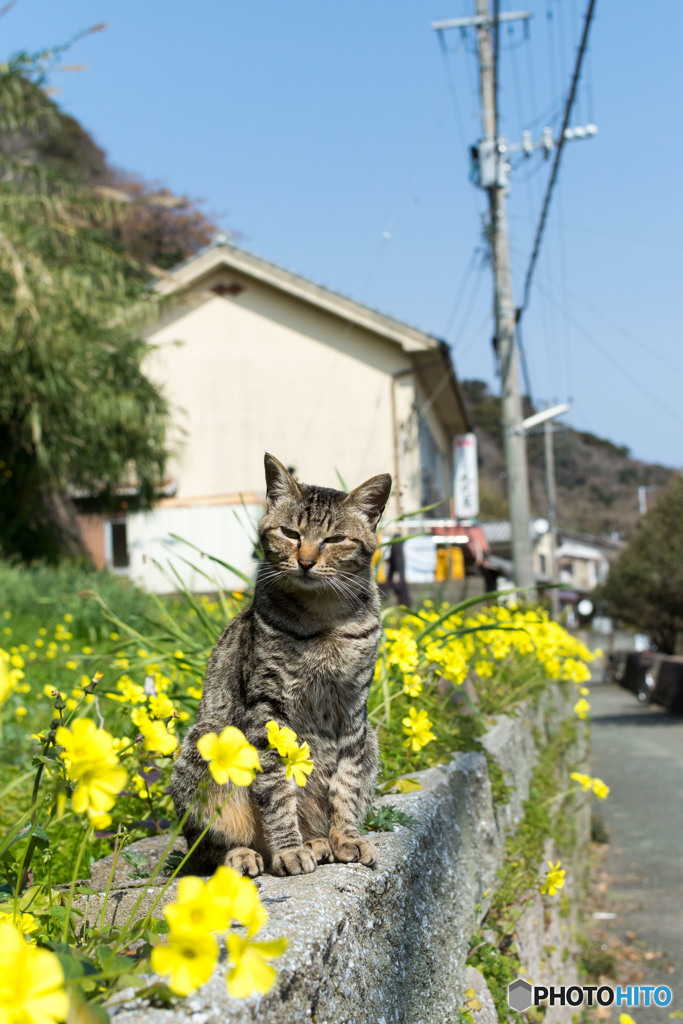 お花畑のニャンコさん