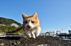軽やかな身のこなし