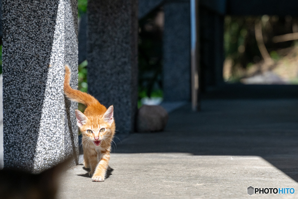 おにゃっと登場