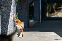 おにゃっと登場