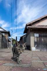 お散歩、レッツゴー。