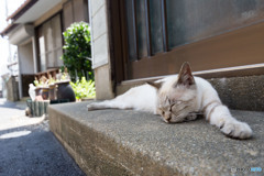 ラオちゃん。玄関先で伸びる