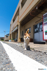 お久しぶりのネコさん