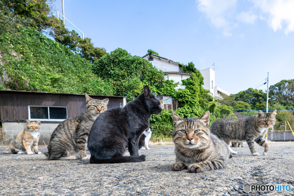 のほほん島のほっこり系のみなさん