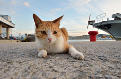 島一番のフレンドリーネコさん