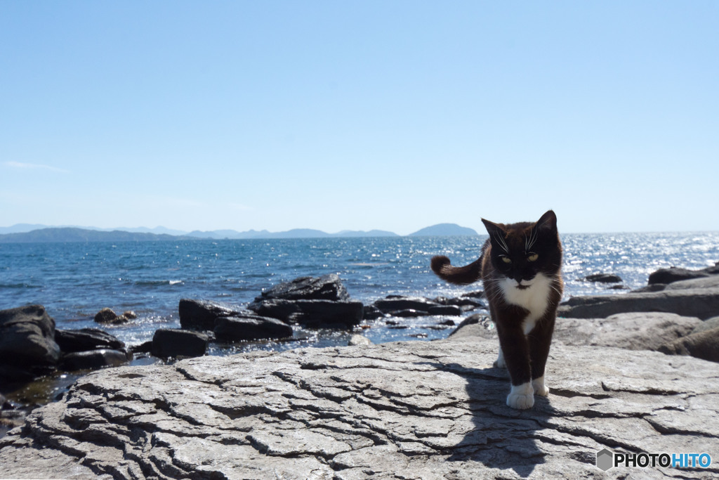 海辺のネコさん（2）