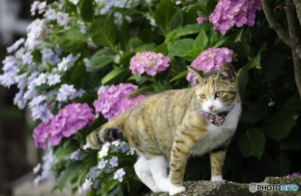 チェリーさんと紫陽花