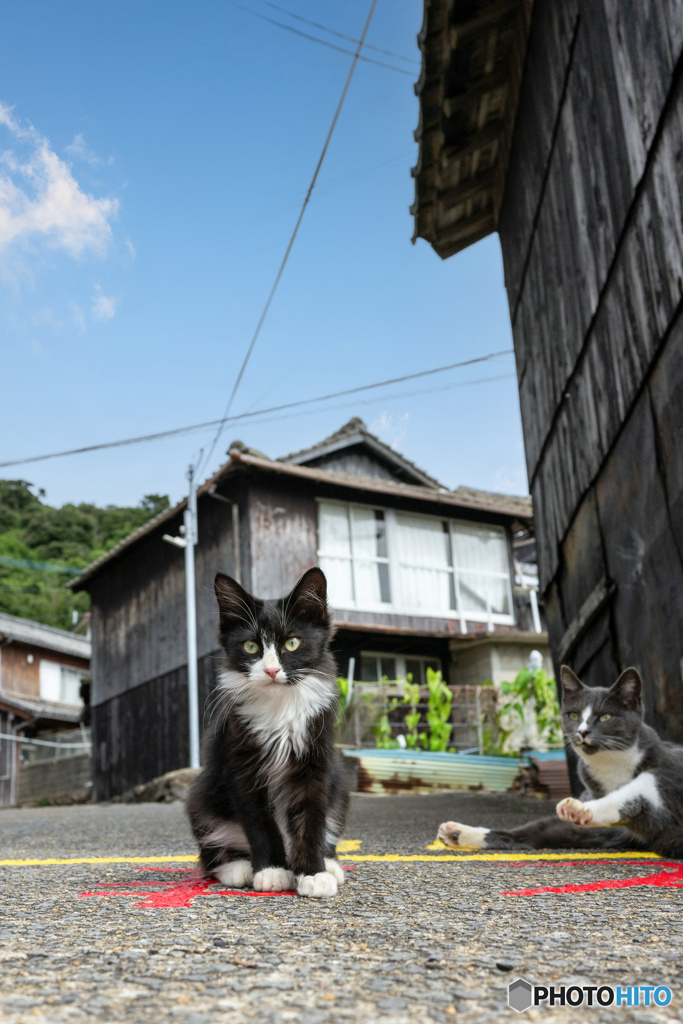ふわふわはっちゃん