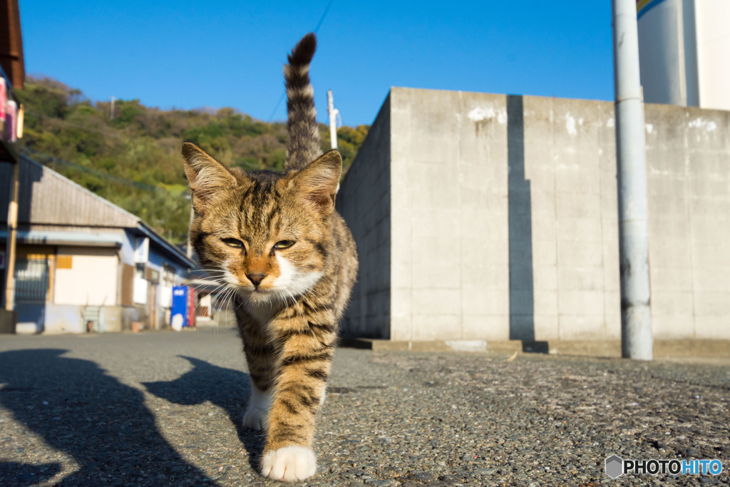 はじめましてのネコさん