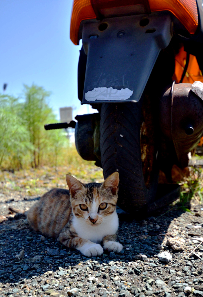 原チャリの影に・・・