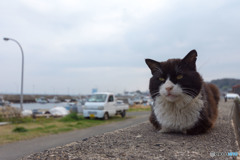 俺の縄張り