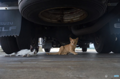 んニャ!? んニャ!?