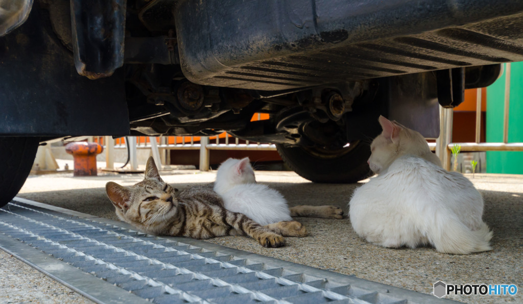 車の下はちょっとだけヽ(●´ー｀●)ノ涼しい♪