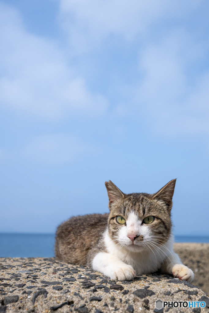いいお天気になったにゃ