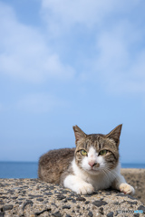いいお天気になったにゃ
