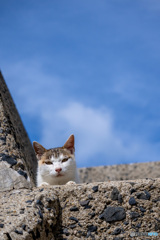 お母ちゃんです