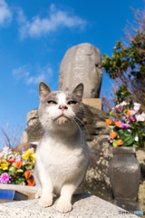 いいお天気だニャ