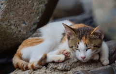 (^o^)ﾉ  おやすみー