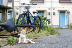 ツバメが飛んだ日