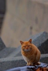 DSC_2240