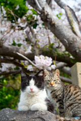 桜花愛でるネコさん