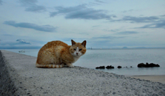 六月のネコさん