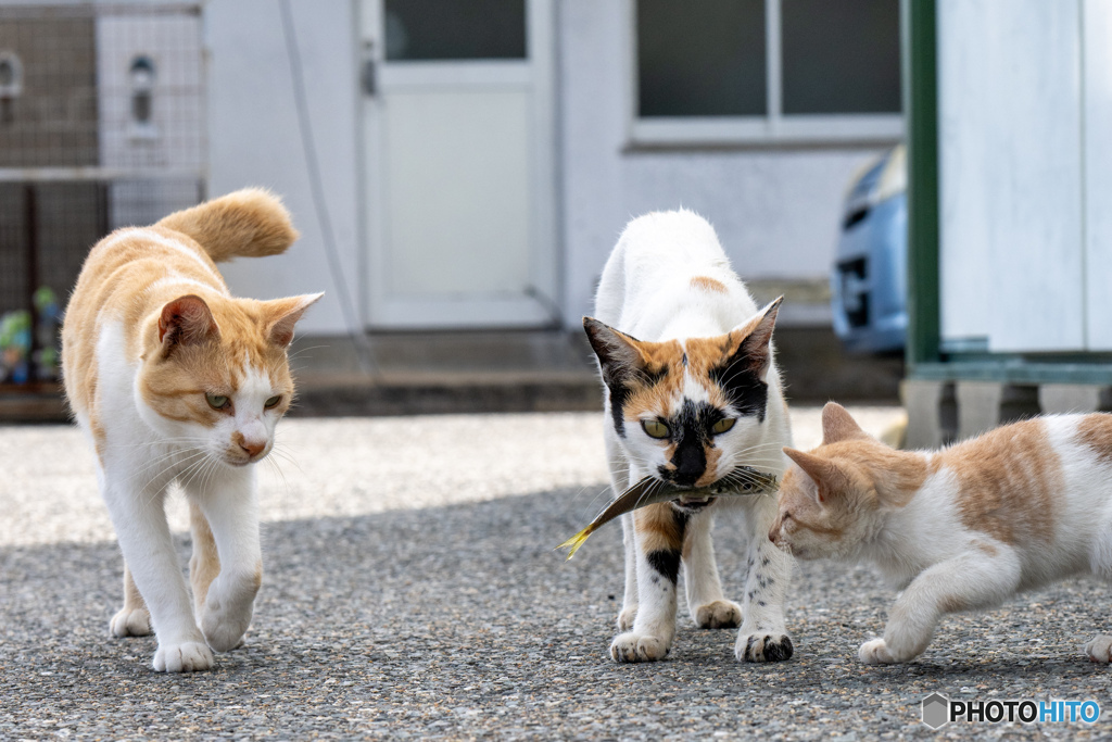 あじだよ～