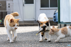 あじだよ～