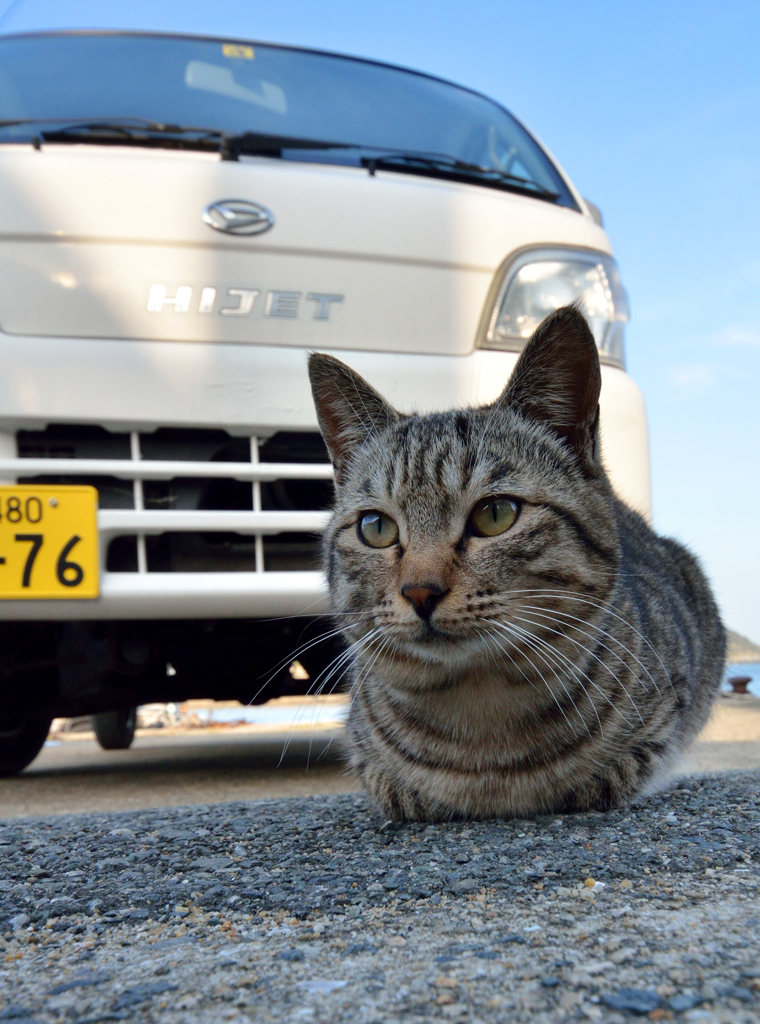 ニャンコ先生、軽トラの前で考える