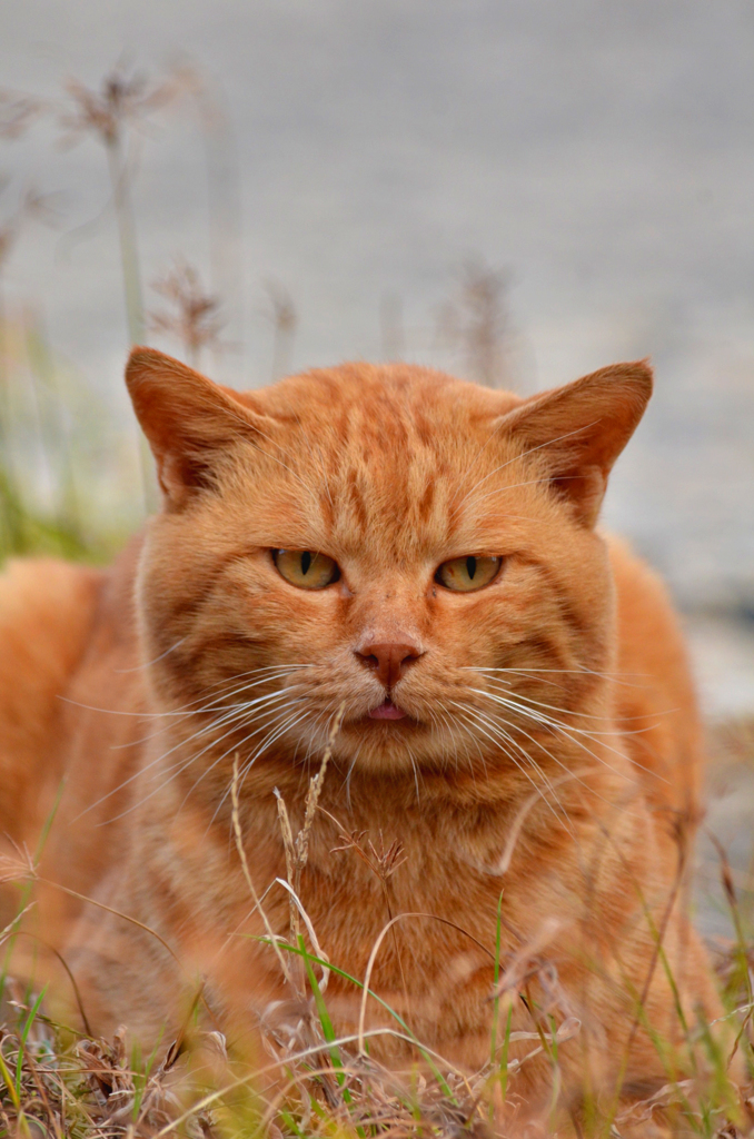 DSC_1011