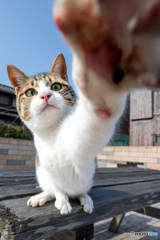 ぺちっとね（3）