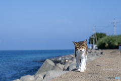 真夏の朝のご挨拶